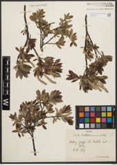 Foto von Salix waldsteiniana Willd.